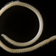 Illacme tobini, a newly described species of millipede discovered in California’s Sequoia National Park. (Image: Paul Marek, Virginia Tech)